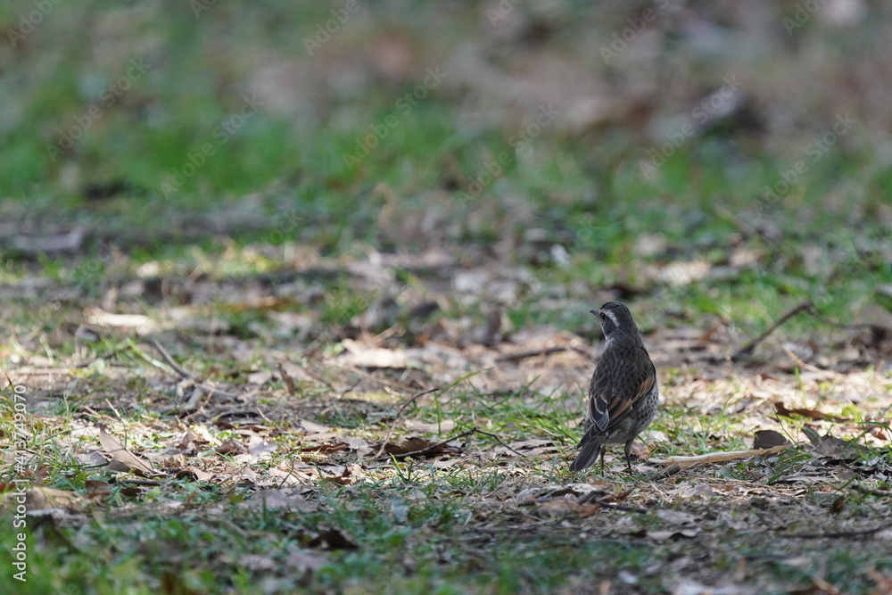 dusky thrush in the grass filed dusky thrush in the grass filed