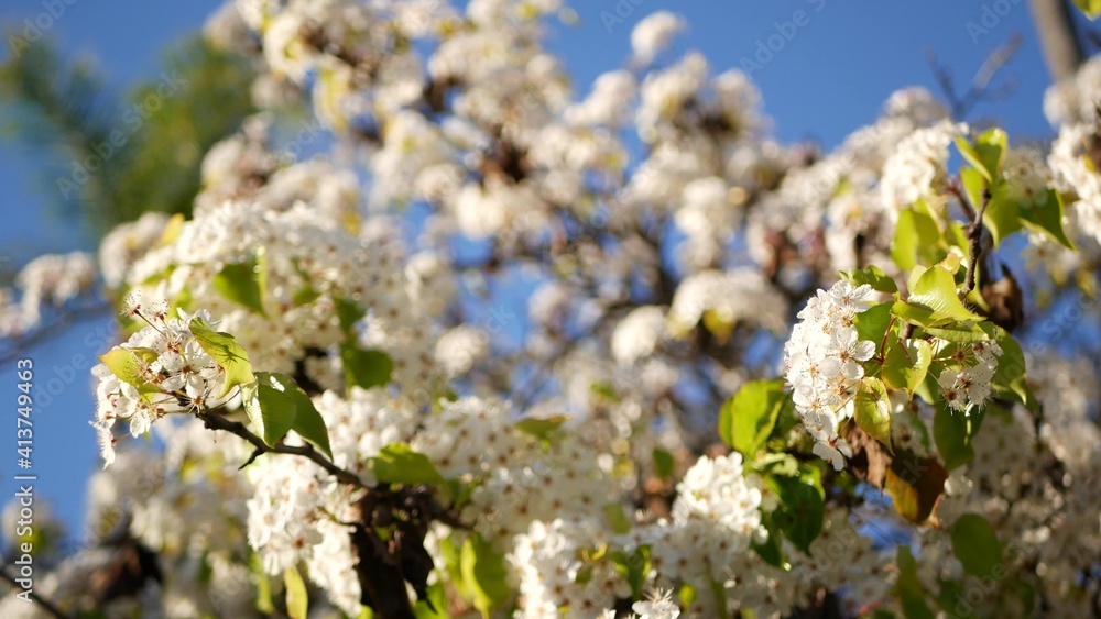 Spring white blossom of cherry tree, California, USA, Balboa Park. Delicate tender sakura flowers of pear, apple or apricot. Springtime fresh romantic atmosphere, pure botanical bloom soft focus bokeh Spring white blossom of cherry tree, California, USA, Balboa Park. Delicate tender sakura flowers of pear, apple or apricot. Springtime fresh romantic atmosphere, pure botanical bloom soft focus bokeh