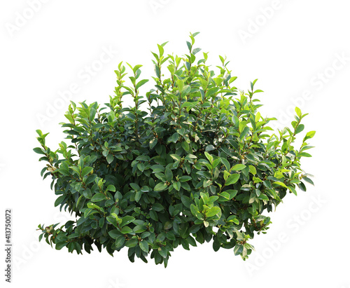 Tablou canvas Flower bush tree isolated tropical plant with clipping path.