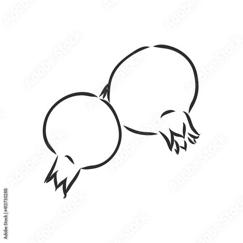 Vector sketch of tropical pomegranate fruit. Round outlines of ripe Garnet isolated on a white background, stock illustration on a horticultural theme. garnet, vector sketch on a white background