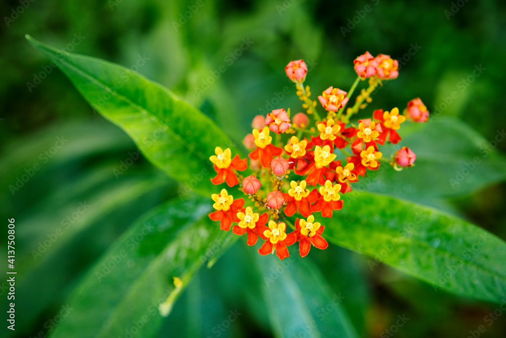 Overhead view of lantana camara blooming on plant at park Overhead view of lantana camara blooming on plant at park