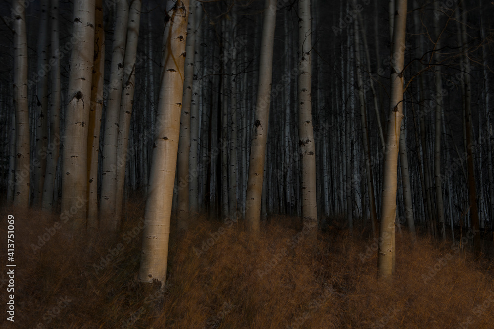 Tranquil view of aspen trees during night Tranquil view of aspen trees during night