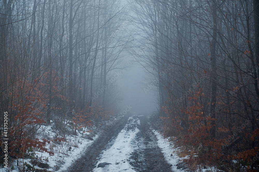 Fototapeta premium The road to the winter gloomy forest. Mysterious dark atmosphere. Restless mood. Road to nowhere