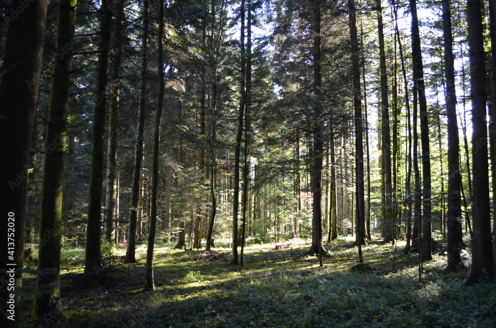 Rayons de soleil en forêt jurassienne