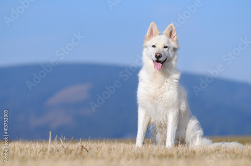 White Swiss Sherherd - Berger Blanc Suisse sits in the field