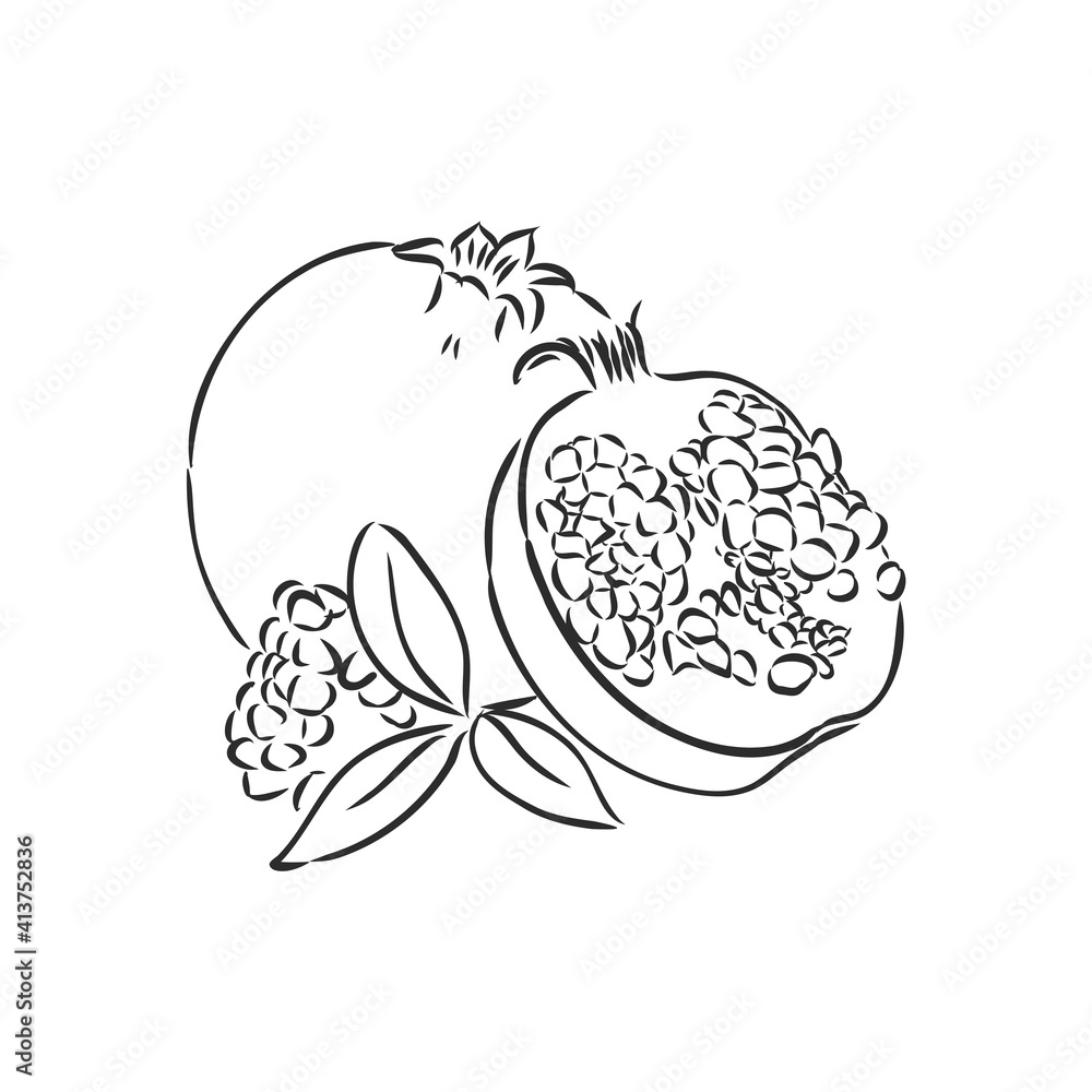 Vector sketch of tropical pomegranate fruit. Round outlines of ripe Garnet isolated on a white background, stock illustration on a horticultural theme. garnet, vector sketch on a white background Vector sketch of tropical pomegranate fruit. Round outlines of ripe Garnet isolated on a white background, stock illustration on a horticultural theme. garnet, vector sketch on a white background