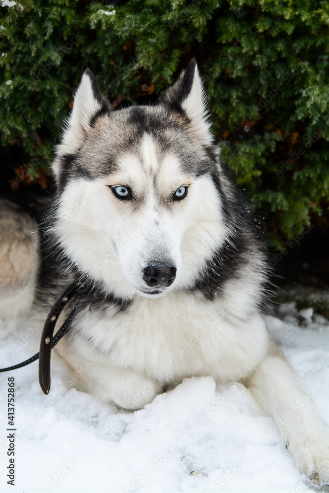 Young and cute Siberian Husky laying in the snow