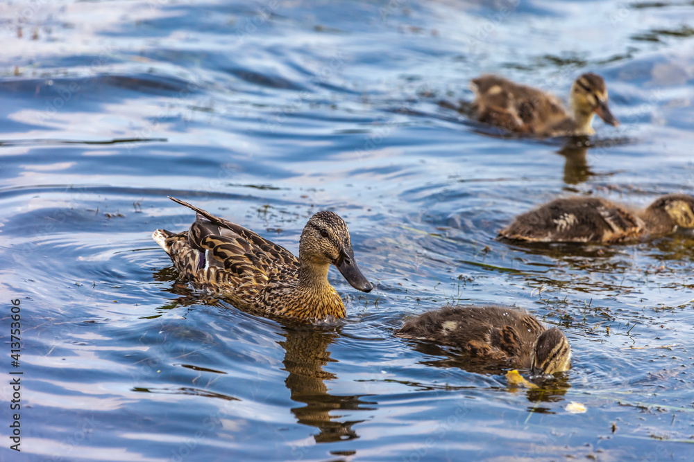 Bird wild duck with ducklings on the water pond in the summer Bird wild duck with ducklings on the water pond in the summer