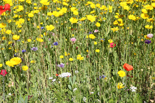 A mix of colourful wildflowers