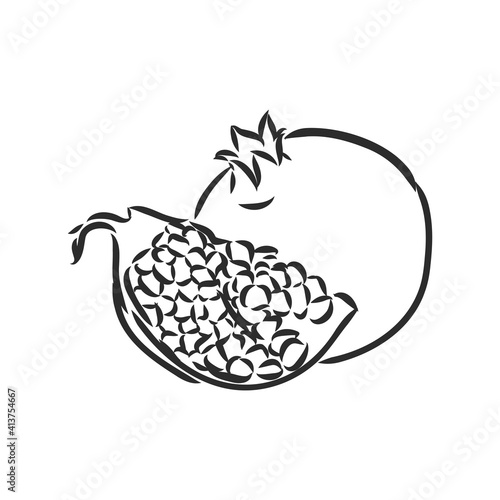 Vector sketch of tropical pomegranate fruit. Round outlines of ripe Garnet isolated on a white background, stock illustration on a horticultural theme. garnet, vector sketch on a white background