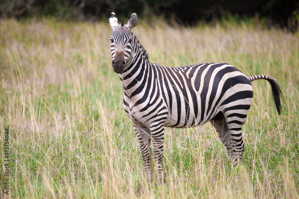 Zebra standing in the grassland in Kenya Zebra standing in the grassland in Kenya