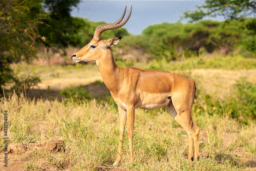 An antelope is standing in the savannah, Kenya An antelope is standing in the savannah, Kenya