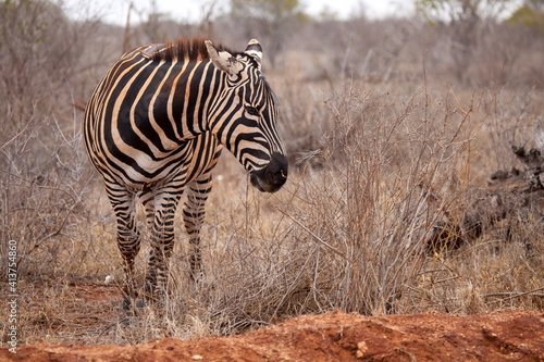 Zebra is standing in the savannah of Kenya photo