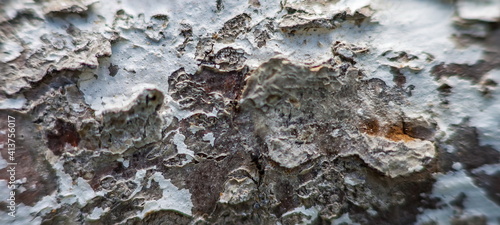 Plum bark (Background, banner, Wallpaper, texture)