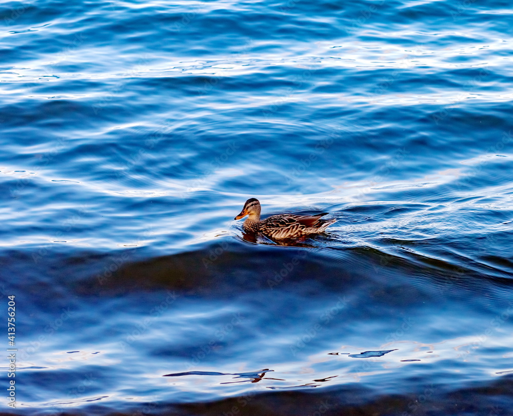 Fototapeta premium Duck on blue pond water background