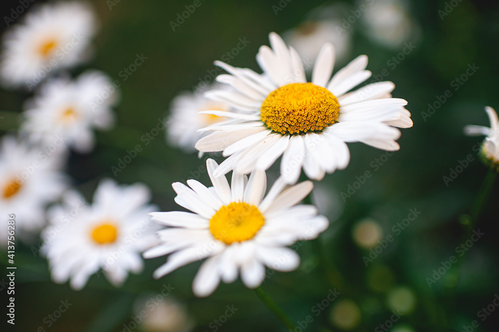 Close up of daisy flower in backyard Close up of daisy flower in backyard
