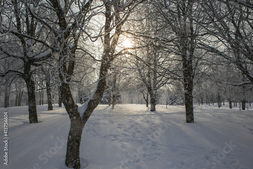 Bare snow-covered trees in the city park. Deep snow with many footprints. The sun shines through the snow and tree branches.