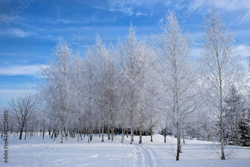 Bare snow-covered trees in the city park. Beautiful blue sky and deep snow with a well-trodden path. © Ilya