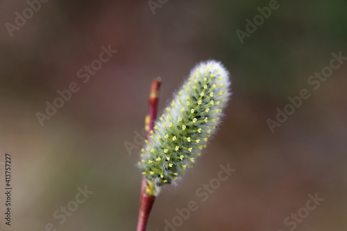 Willow tree catkins in close up. Beautiful signs of spring and symbols of Easter. Photographed during a spring day in Finland. Popped catkins and brown willow branches. Color closeup photo  no people.