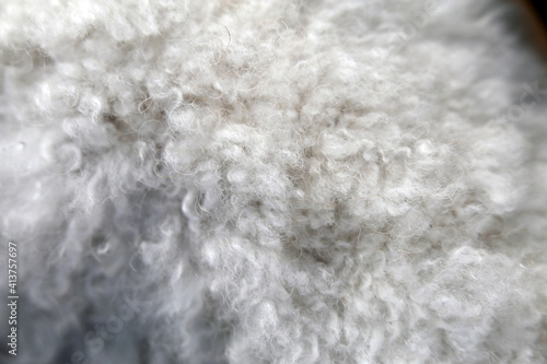 White miniature poodle in a closeup. Soft, fluffy, curly fur of the friendly little pet dog. Lovely texture. Closeup of the poodle fur, hairy, cute surface ready to be pet! Adorable animal.
