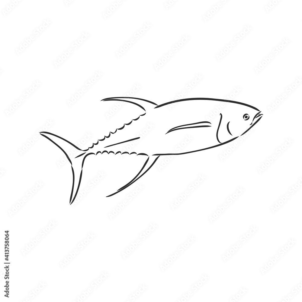 Vector illustration of tuna. Vector illustration can be used for creating logo and emblem for fishing clubs, prints, web and other crafts. tuna fish, vector sketch on white background Vector illustration of tuna. Vector illustration can be used for creating logo and emblem for fishing clubs, prints, web and other crafts. tuna fish, vector sketch on white background