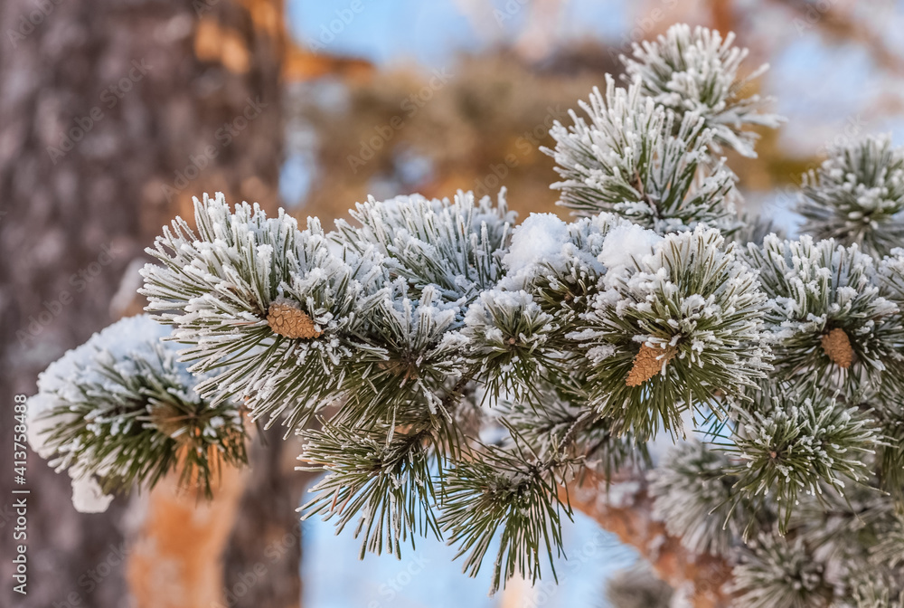 Pine branches with cones with snow close-up in winter Pine branches with cones with snow close-up in winter