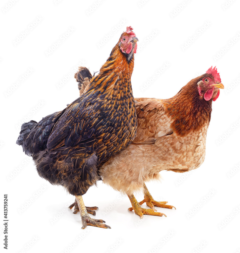Fototapeta premium Two big chickens.