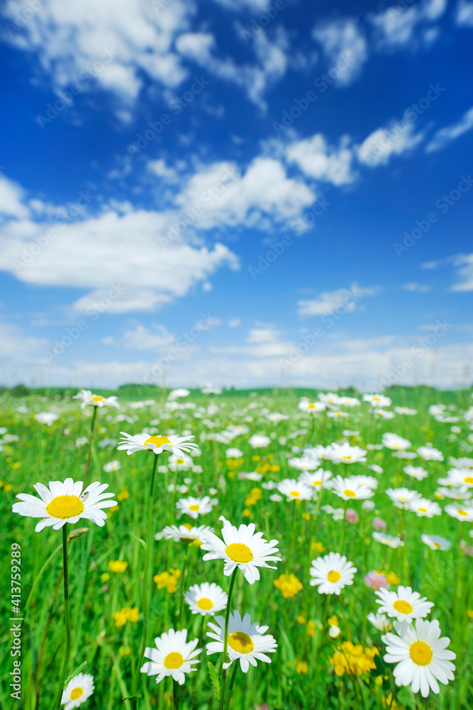 Idyllic view, green and flowery meadow