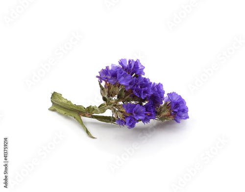 Twig of blue dried flower.