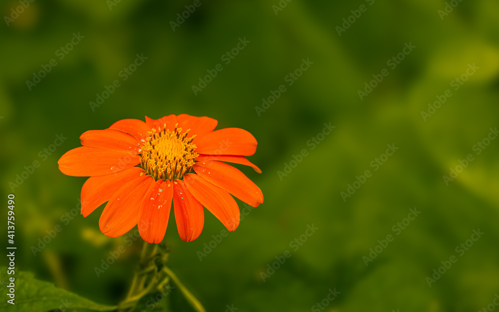 Tree marigold Mexican sunflower with pollen on the leaves Tree marigold Mexican sunflower with pollen on the leaves