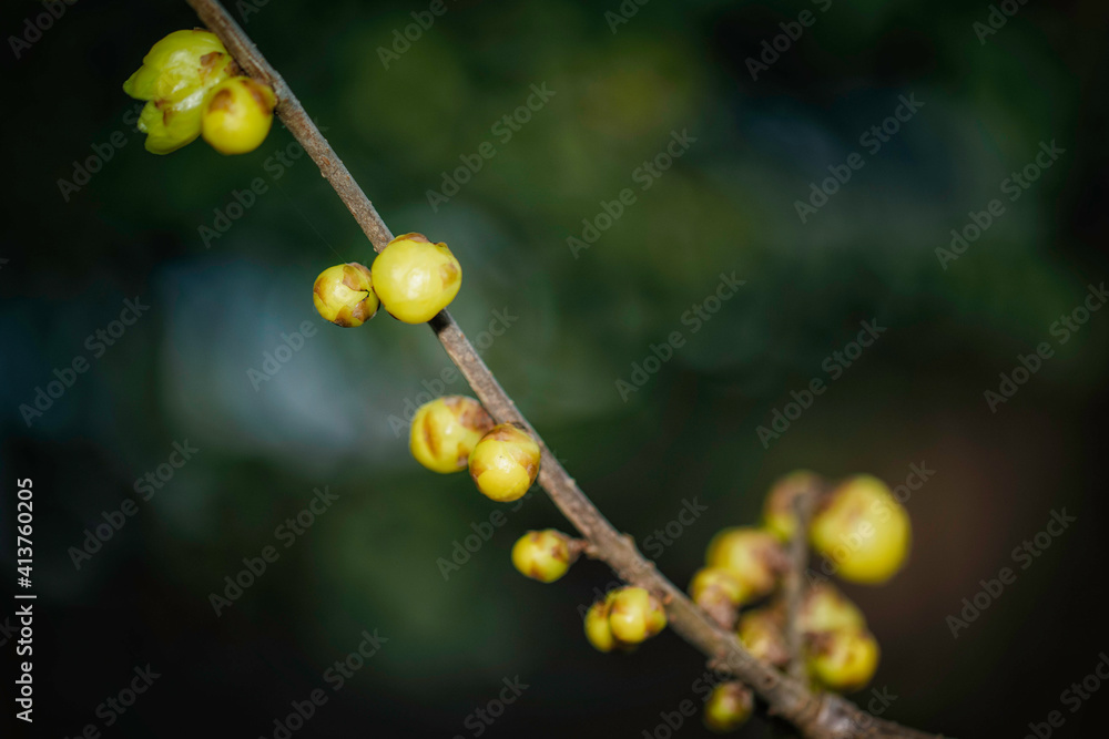 蝋梅の花と蕾 蝋梅の花と蕾