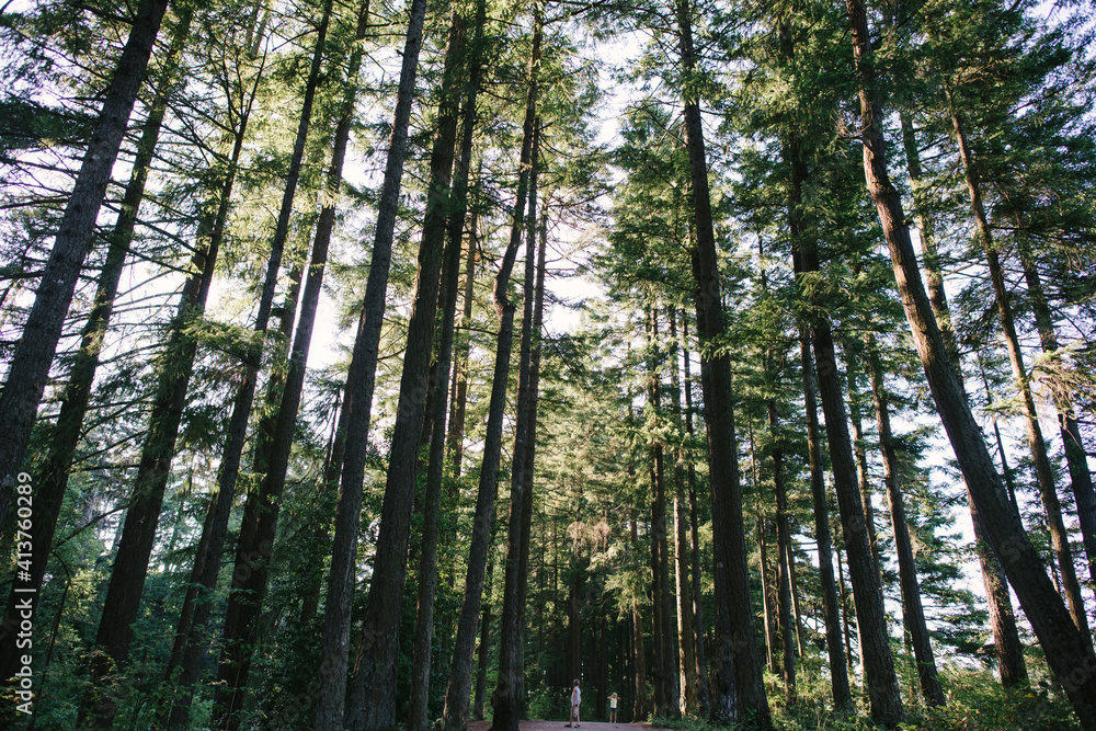 Distant view of siblings on road amidst trees in forest Distant view of siblings on road amidst trees in forest