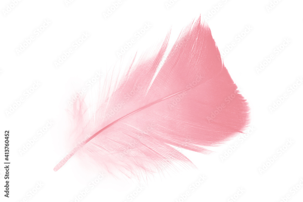 coral pink feather on white background coral pink feather on white background