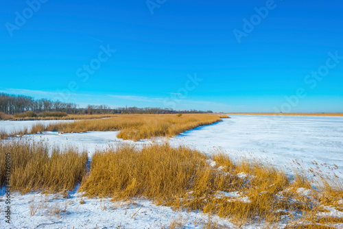 Snowy edge of a white frozen lake in wetland under a blue bright sky in winter, Almere, Flevoland, The Netherlands, February 13, 2020