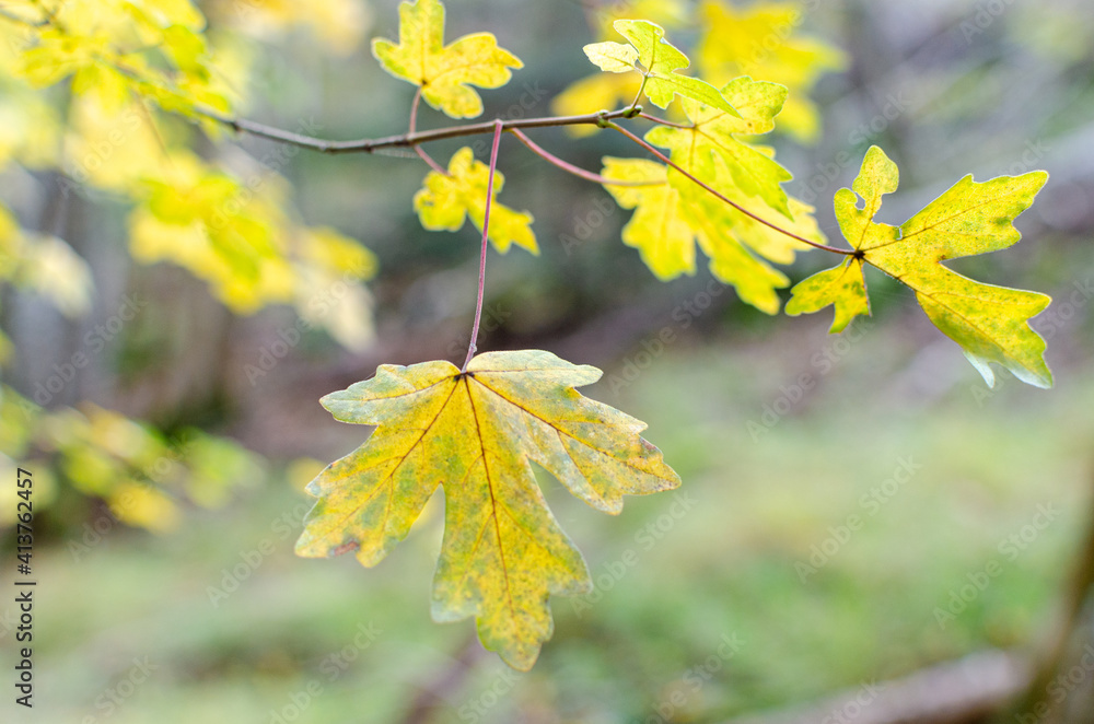 Obraz premium Vibrant green leaves in autumn season