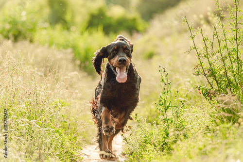 Obraz na płótnie Gordon setter dog running on nature