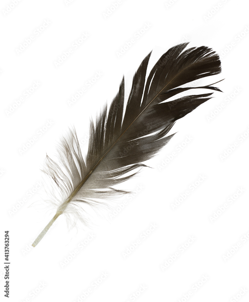 Beautiful eagle feather isolated on white background Beautiful eagle feather isolated on white background