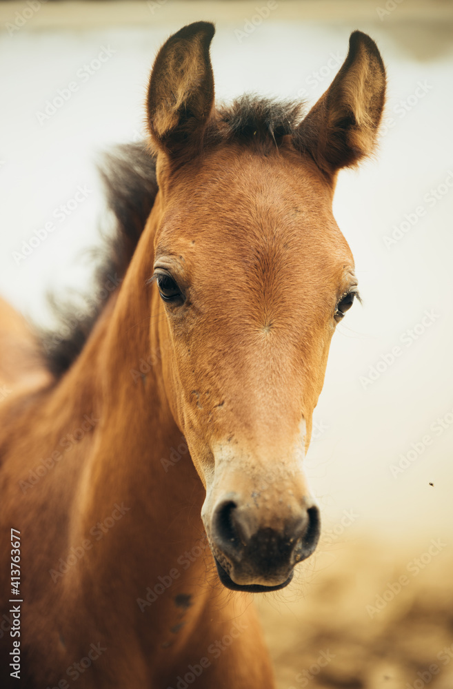 Fototapeta premium Potro cría de caballo joven 