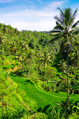 The view of the rice fields in Bali in Indonesia