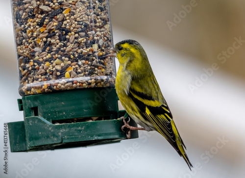 Erskine feeding photo