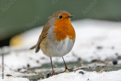 robin on snow © SR7 Photo