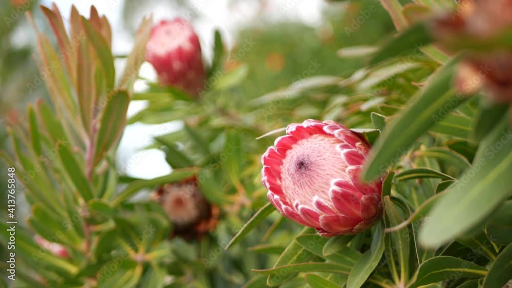 Protea pink flower in garden, California USA. Sugarbush repens springtime bloom, romantic botanical atmosphere, delicate exotic blossom. Coral salmon spring color. Flora of South Africa. Soft blur. Protea pink flower in garden, California USA. Sugarbush repens springtime bloom, romantic botanical atmosphere, delicate exotic blossom. Coral salmon spring color. Flora of South Africa. Soft blur.
