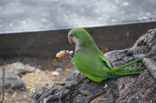 Perroquet youyou, Poicephalus senegalus, Youyou du Sénégal photo