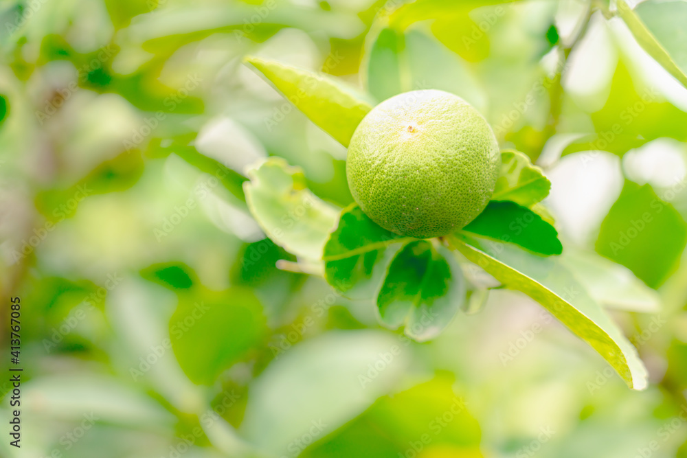 Green limes on a tree and blur background