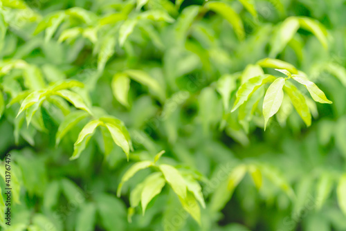 Closeup green leaf on blur background