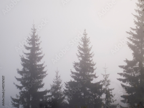 Christmas trees in the fog in the mountains. High quality photo