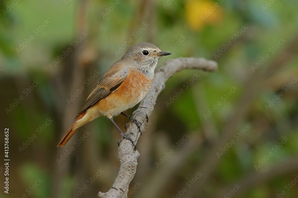 Fototapeta premium robin on a branch