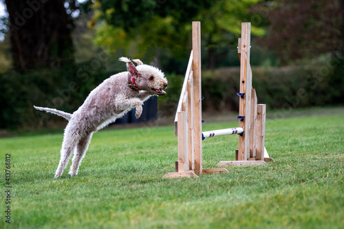 Bedlington Terrier competing in agility photo