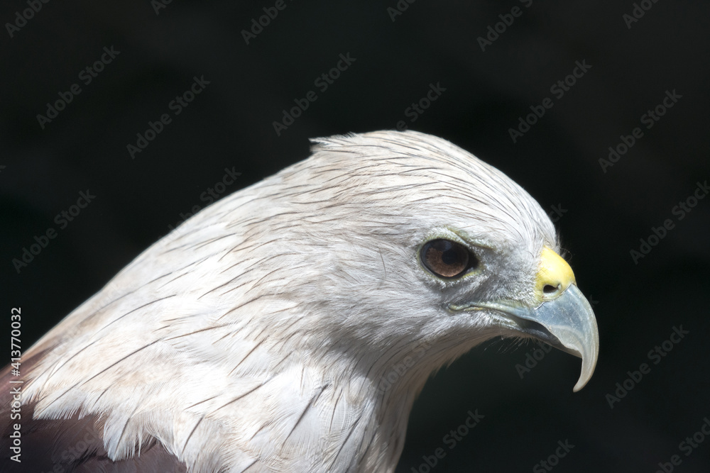 Brahminy kite (Haliastur indus), formerly known as the red-backed sea-eagle in Australia, is a medium-sized bird of prey in the family Accipitridae Brahminy kite (Haliastur indus), formerly known as the red-backed sea-eagle in Australia, is a medium-sized bird of prey in the family Accipitridae