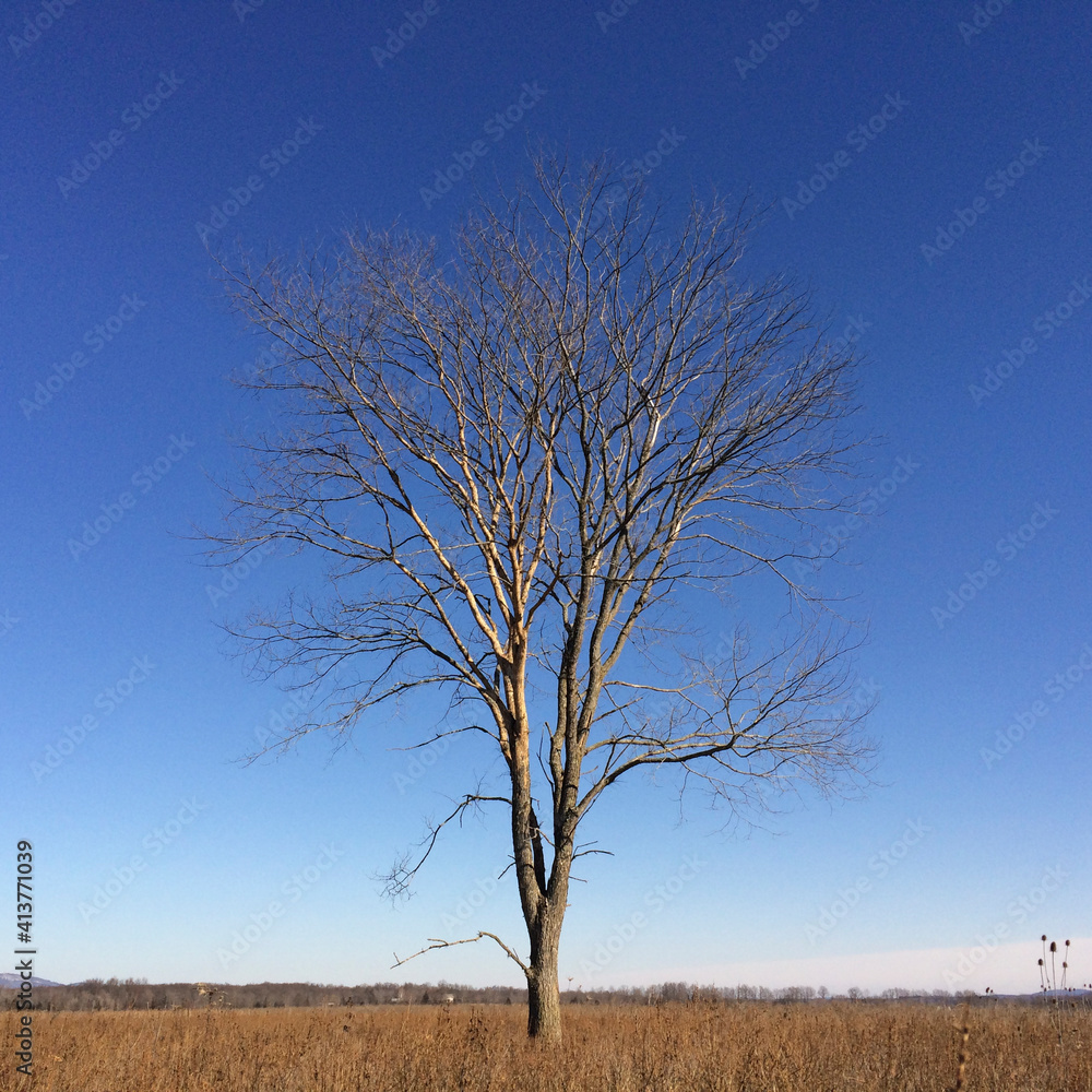 Bare tree on field against clear blue sky Bare tree on field against clear blue sky